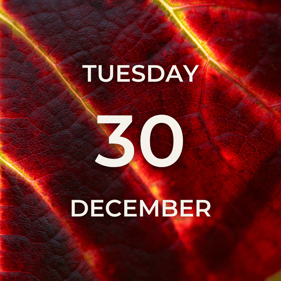 Vineyard Tour & Tasting – Tuesday 30th December