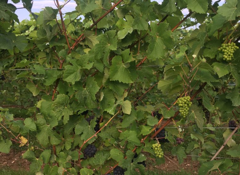 Pinot Meunier grapes