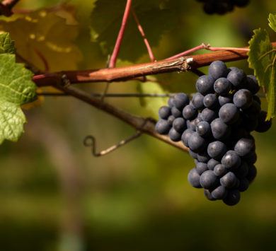 Ripe Pinot Noir