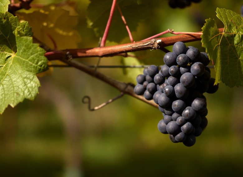 Ripe Pinot Noir