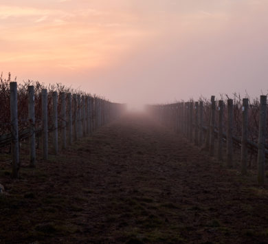 A winter morning in Burges Field in Hampshire, with a pink tinge to the sky over the rows of grapevines