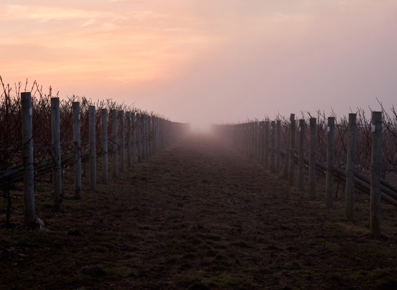 A winter morning in Burges Field in Hampshire, with a pink tinge to the sky over the rows of grapevines