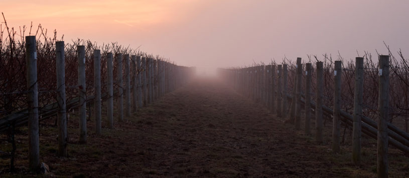 A winter morning in Burges Field in Hampshire, with a pink tinge to the sky over the rows of grapevines