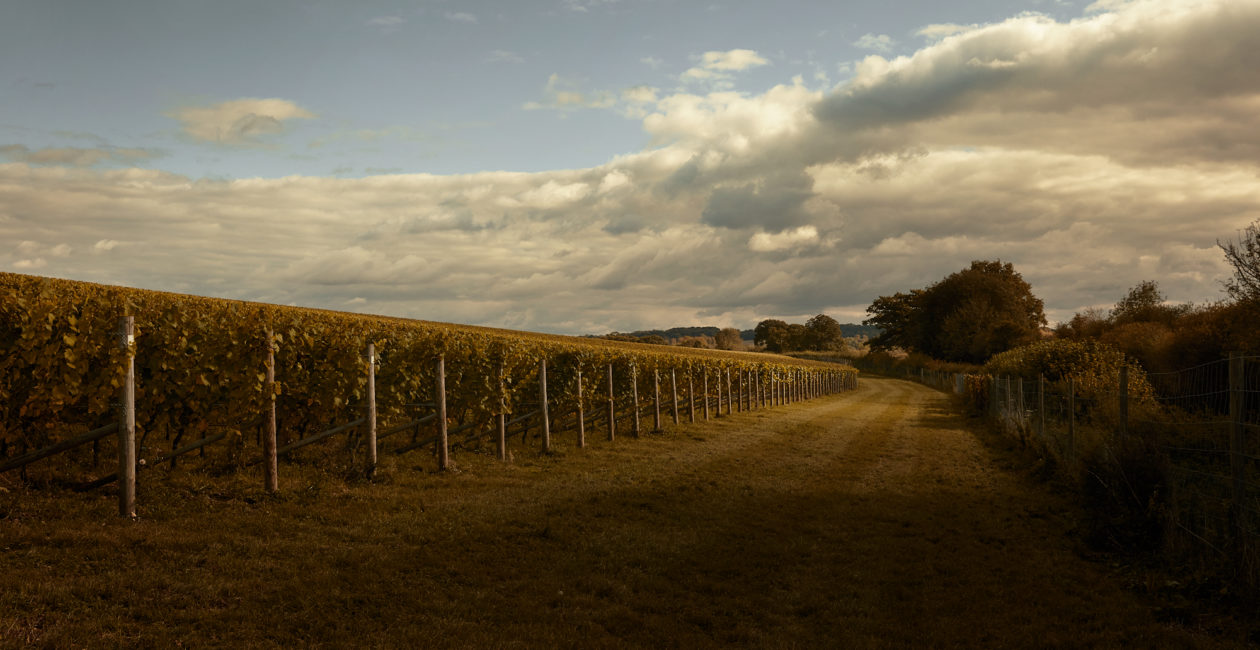 A photograph of the rows of grapevines at the lower edge of Burges Field, in Hampshire