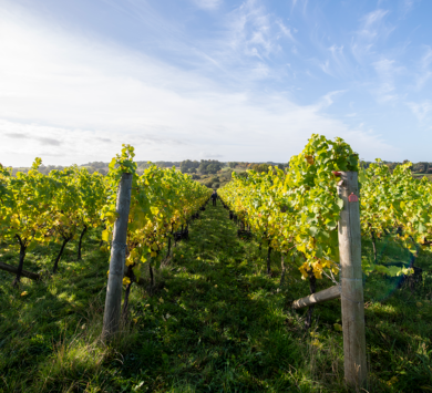 Burges Field vineyard in Hampshire, photograped in late summer