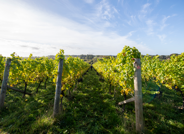 Burges Field vineyard in Hampshire, photograped in late summer