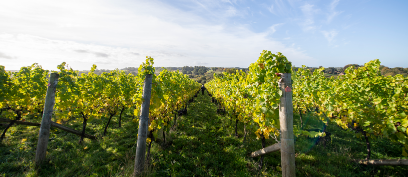 Burges Field vineyard in Hampshire, photograped in late summer