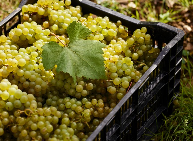 a crate of ripe chardonnay