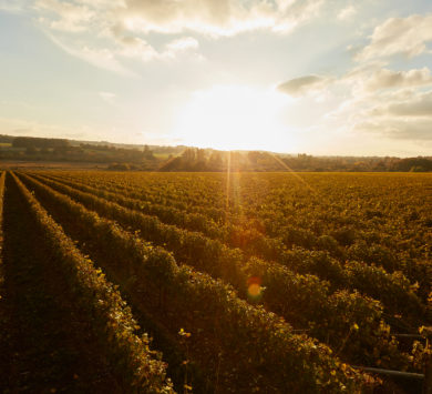 a photograph taken at sunset overlooking the rows of grapevines in Burges Field