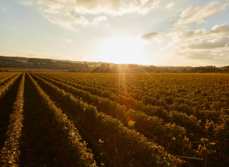 a photograph taken at sunset overlooking the rows of grapevines in Burges Field