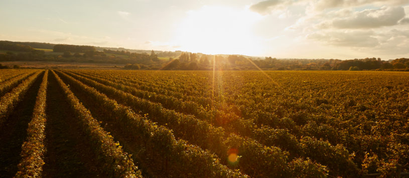 a photograph taken at sunset overlooking the rows of grapevines in Burges Field