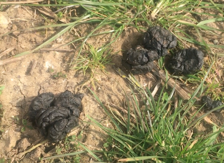 sheep dropping in Burge's Field